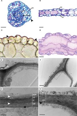 Cuticle structure and chemical composition of waxes in Phaeoceros laevis (L.) Prosk (Notothyladaceae, Anthocerotophyta)